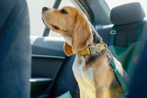 Dog with seat belt in car seat